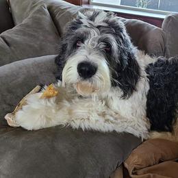 Cockapoos and Saint Berdoodles from Doodleloveforever