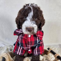 Bjorn - Brown and white male Aussiedoodle puppy in Haleyville, Alabama from The Cuddly Dood Ranch