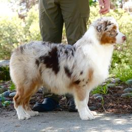 Ruby - Red merle Australian Shepherd puppy in Coarsegold, California from Cali Aussies
