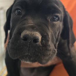 Yellow Collar Girl - AKC and ICCF - Black female Cane Corso puppy in Gorman, Texas from McOmber Country Kennels