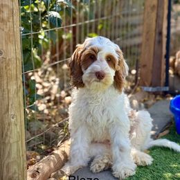 Blaze - Caramel male Australian Labradoodle puppy in Anderson, California from Shaggy Doodles