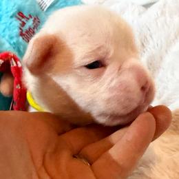 Yellow - White female Boxer puppy in Evington, Virginia from Boxer Tails
