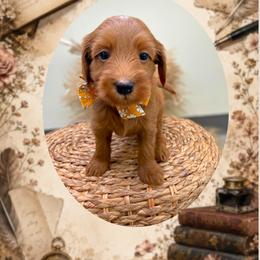 Sonnet - Red  male Goldendoodle puppy in Norcross, Georgia from Teddy Puppies