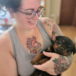 Rottweiler Puppies from Von Insel Zu Berg Rottweilers