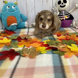Dachshund Puppies from Warricks Wild Weenies