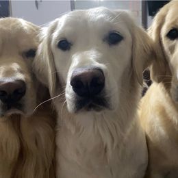 Golden Retrievers from Continued Traditions Farmstead