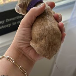 Cockapoo and Cocker Spaniel Puppies from Rome & Reign Farm