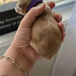 Cockapoo and Cocker Spaniel Puppies from Rome & Reign Farm