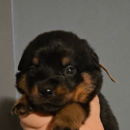 Yellow Collar Girl 2 - Black and mahogany female Rottweiler puppy in Shepherdsville, Kentucky from Rottie Squad Kennel