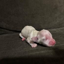 Dolores - Cream female Dachshund puppy in Sebring, Florida from Mini Weenies