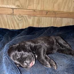 Girl 2 - Black brindle female Cane Corso puppy in Sienna, Texas from Robinson Elite Corsos
