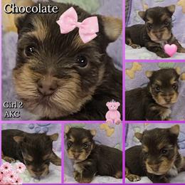 Girl 2 - Chocolate and tan female Yorkshire Terrier puppy in Gatesville, Texas from Schultz Yorkies byGrace