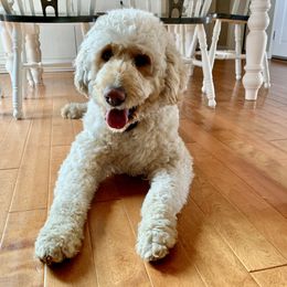 Brooks - Labradoodle