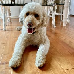 Brooks - Labradoodle