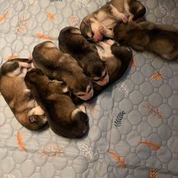 Boy 1 - Gray and white Alaskan Malamute puppy in Indianapolis, Indiana from Kasaan Alaskan Malamutes