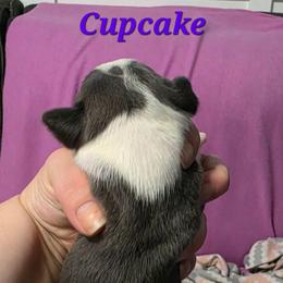Cupcake - Blue female Boston Terrier puppy in Columbus, Ohio from Bryn's AKC Bostons