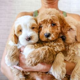Goldendoodle Puppies from BellaDoodles