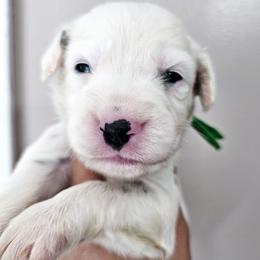 Green - White and black male Dalmatian puppy in Gray, Georgia from Fuller Spots