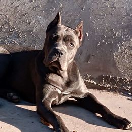Cane Corso and Lowchen Puppies from High Royal Kennel