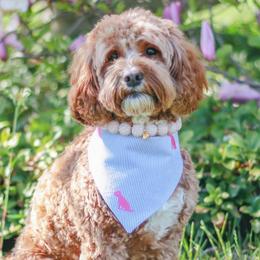 Willow - Cockapoo