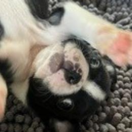 Boston Terriers from Mid-Michigan Boston Terriers