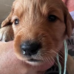 Miss Mint Green - Dark golden female Golden Retriever puppy in Stratton, Colorado from Anam Cara Retrievers