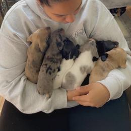 Dachshund Puppies from L & J Kennel