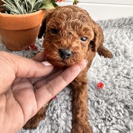 Baby Blue collar - Red  male Poodle puppy in Las Vegas, Nevada from Vegas Toy Poodles