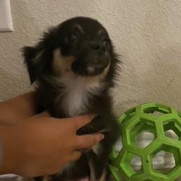 Miniature Australian Shepherd Puppies from Pale Moon Aussies
