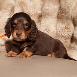 Cove - Chocolate and tan male Dachshund puppy in Lehi, Utah from Cherry Creek Dachshunds