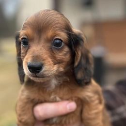 Dachshunds from Weaver’s Weenies