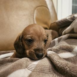 Titus - Sable male Dachshund puppy in Phoenix, Arizona from Arizona Desert Gold Dachshunds