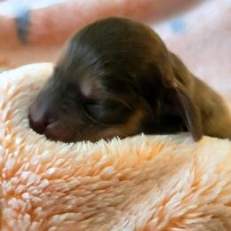 Male 1 - Red male Dachshund puppy in Weatherford, Texas from Star-Key's Dachshunds