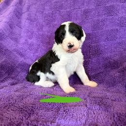 Green - Black and white female Sheepadoodle puppy in Prairie Du Chien, Wisconsin from Hicklin Hollow Ranch