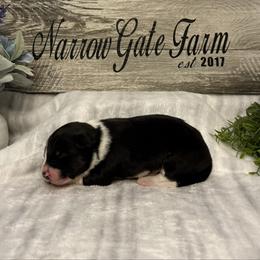 Gator - Tri-color male Border Collie puppy in Moody, Texas from Narrow Gate Farm