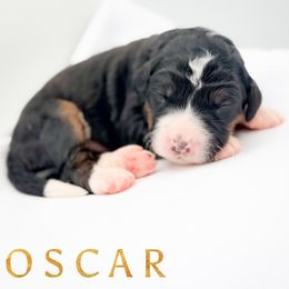 OSCAR - Tri-color male Bernedoodle puppy in Tipton, Indiana from Country Creek Doodles