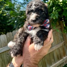 Chase - Sable male Bernedoodle puppy in Holt, Missouri from Mindys Doodles
