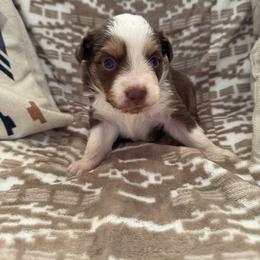 Miniature Australian Shepherd Puppies from B&B Little Aussie Gems