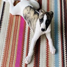Whippet Puppies from Smithfield Park