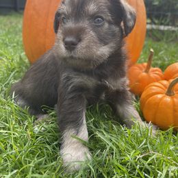 Miniature Schnauzer Puppies from Miniature Schnauzer Paradise llc