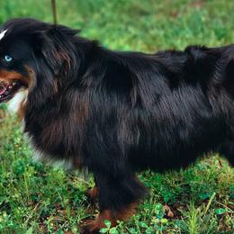 Australian Shepherds, Miniature American Shepherds, Miniature Australian Shepherds, and Toy Australian Shepherds from HP Aussie Kennels