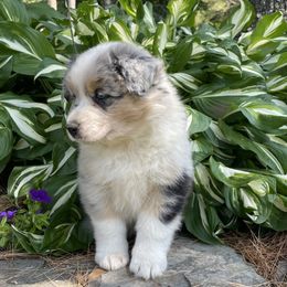 Claire - Blue merle female Australian Shepherd puppy in Winslow, Maine from Cowboy Aussies