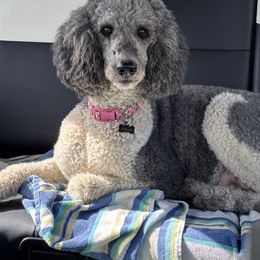 Stella - Poodle