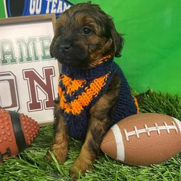 Blue - Phantom male Goldendoodle puppy in Boaz, Alabama from Doodles All Day