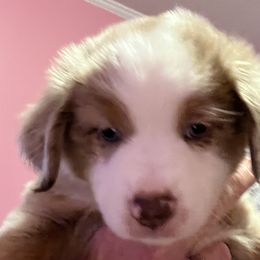 Boy 4 - Red merle Miniature Australian Shepherd puppy in Corydon, Indiana from Arbuckle’s Lookin Good Aussies (LGA)