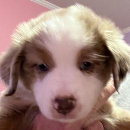 Boy 4 - Red merle Miniature Australian Shepherd puppy in Corydon, Indiana from Arbuckle’s Lookin Good Aussies (LGA)