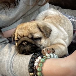 Pug Puppies from Triptych Kennels