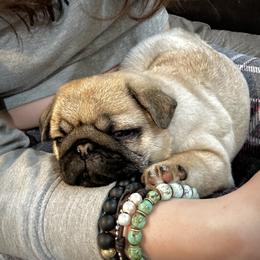 Pug Puppies from Triptych Kennels