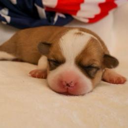 Uncle Sam - Red male Pembroke Welsh Corgi puppy in Arcanum, Ohio from Weissway Corgis