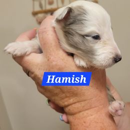 Hamish - Blue merle and white male Shetland Sheepdog puppy in Kaycee, Wyoming from Heavenly Shelties